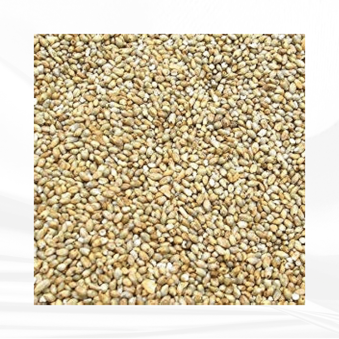 Pearl Millet (Desi) / கம்பு (நாடு)