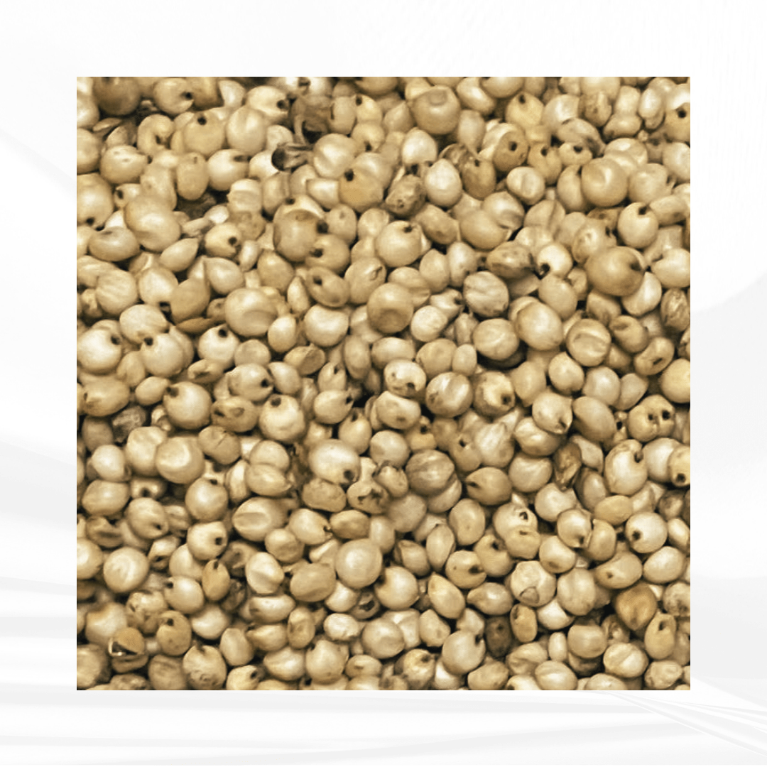 White Sorghum / வெள்ளைச் சோளம்